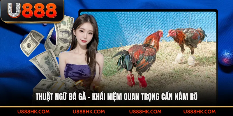 Thuật ngữ đá gà – Khái niệm quan trọng cần nắm rõ